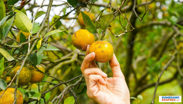 Langkah Yang Benar Untuk Menanam Buah Jeruk Didataran Tinggi agar Tumbu Subur Dan Bisa Dibudidayakan, Simak Cara Ampuhnya Disini!