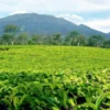 Wisata Kebun Teh Yang Ada Di Agrowisata Gunung Mas Bogor