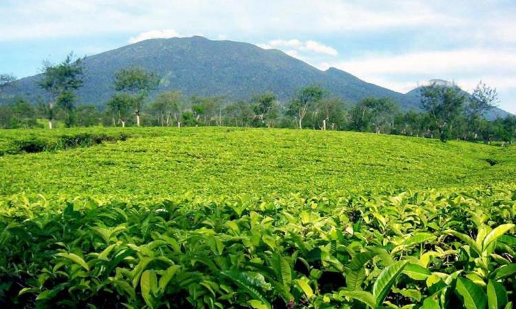 Wisata Kebun Teh Yang Ada Di Agrowisata Gunung Mas Bogor