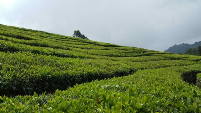 Selain Pemandangan Indah, Ini 6 Kegiatan yang Bisa Dilakukan di Kebun Teh Rancabali Ciwidey