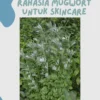 Kandungan Rahasia Didalam Mugwort Untuk Skincare