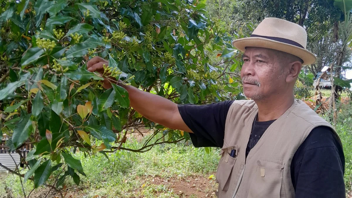 Cengkeh dan Kopi, Jadi Penopang Perekonomian Warga Ganjaresik