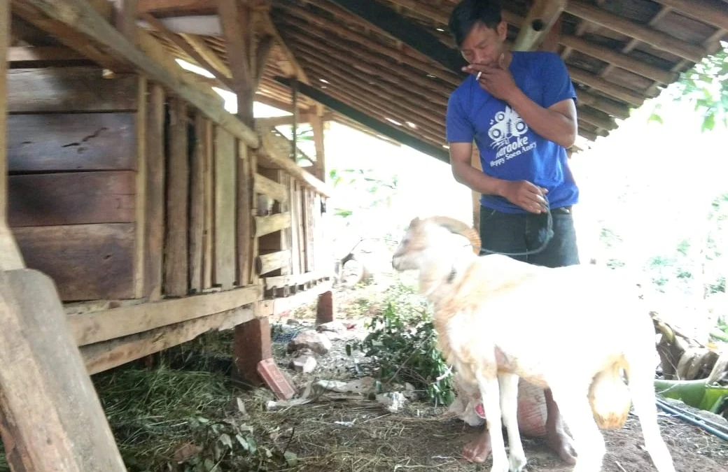 Dilematis Bandar Kambing Hadapi Musim Kurban