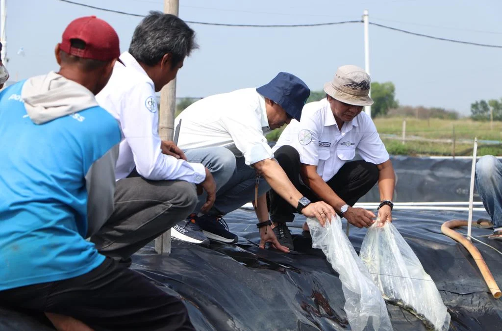 TEBAR BENUR: Kepala DKP Jabar, Ir. Hermansyah, M.Si melakukan penebaran benur udang vannamei pada Tambak Beton di UPTD Perikanan Air Payau dan Laut Wilayah Utara Karawang, Rabu (21/06/2023).