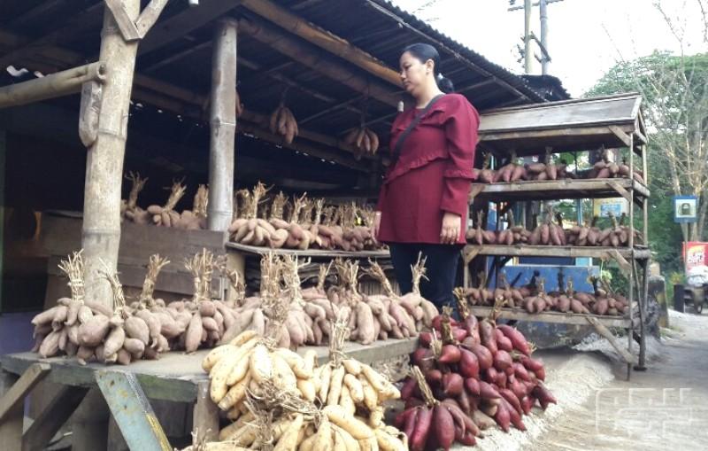 Tanjungsari Pusat Oleh-Oleh Ubi Cilembu