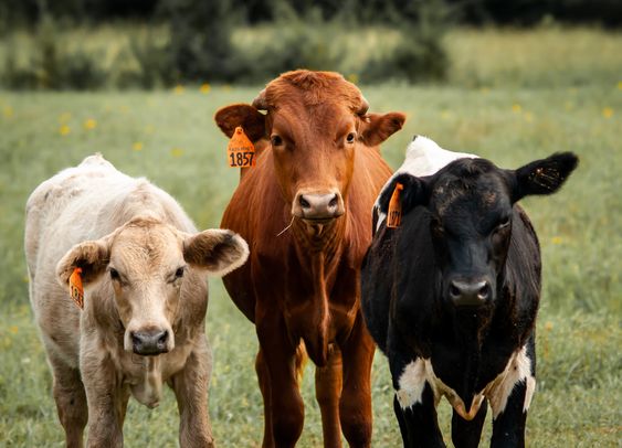 Persiapan Idul Adha Menyembelih Sapi atau Kambing Dengan Benar Akan Berdampak Pada Rasa Dagingnya