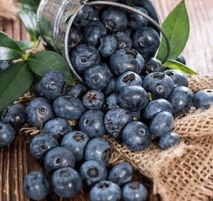 Buah Kecil Penuh Manfaat Blueberry Obat Masalah Kekebalan Tubuh yang Menurun