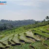 Wisata Cantik Kabupaten Majalengka