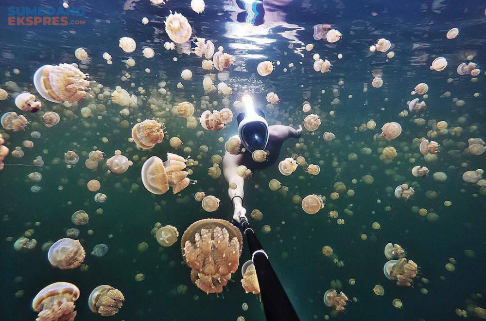 Rekomendasi Danau Ubur Ubur Indonesia, Lebih Bagus Dari Pulau Misool Raja Ampat?