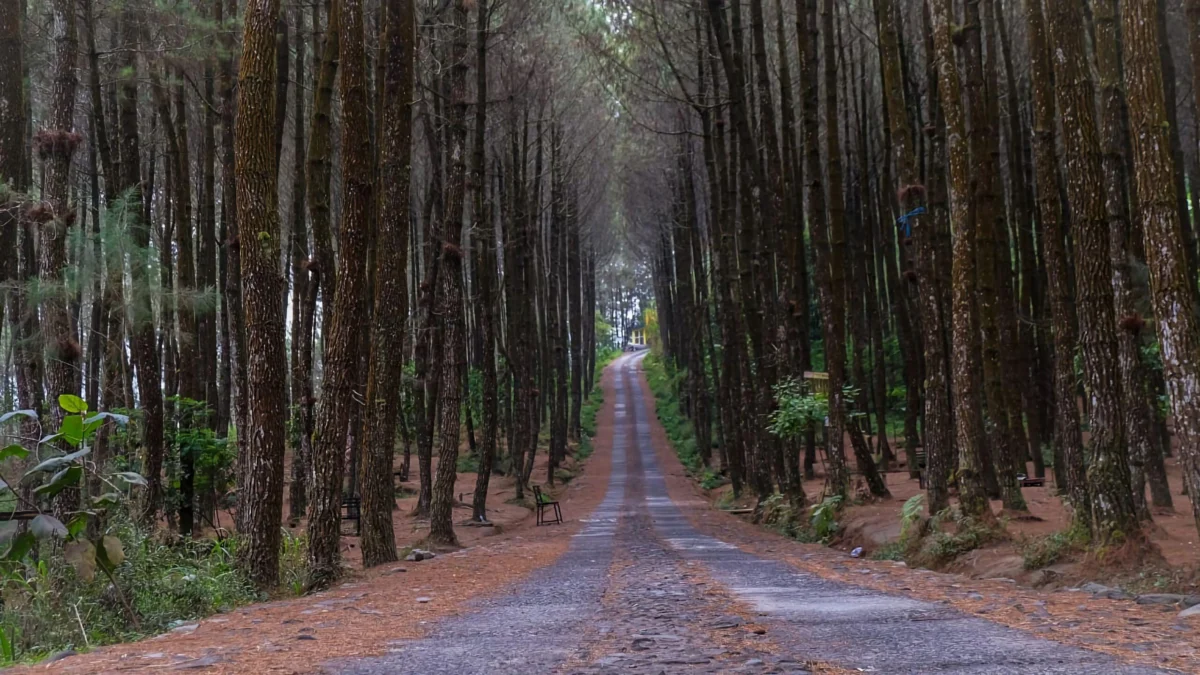 Cobain Yuk Wisata Aesthetic di Magelang Muntilan, Spot Terbaik Untuk Foto Selfie Bareng Pujaan Hati!