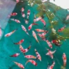 Menjelajahi Wisata Peternakan Ikan di Sumedang