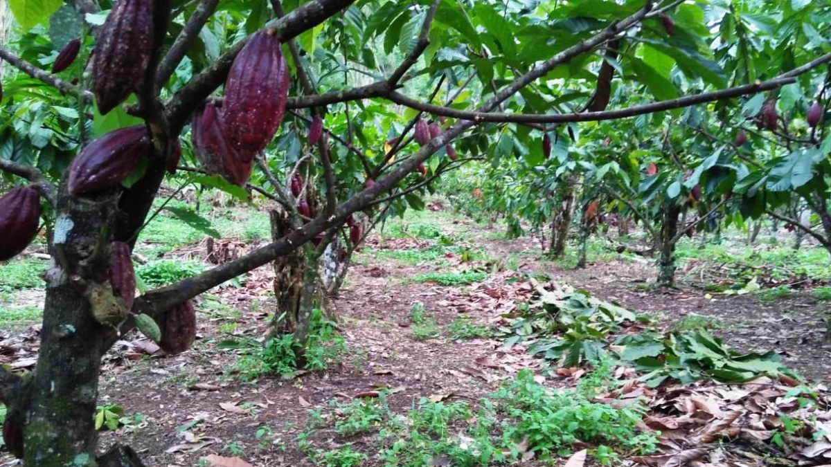 Wisata Agrowisata Keliling Kebun Coklat di Kaki Gunung Palasari Sumedang