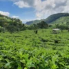 Pesona Danau dan Sumber Mata Air Alami di Kebun Teh Sumedang