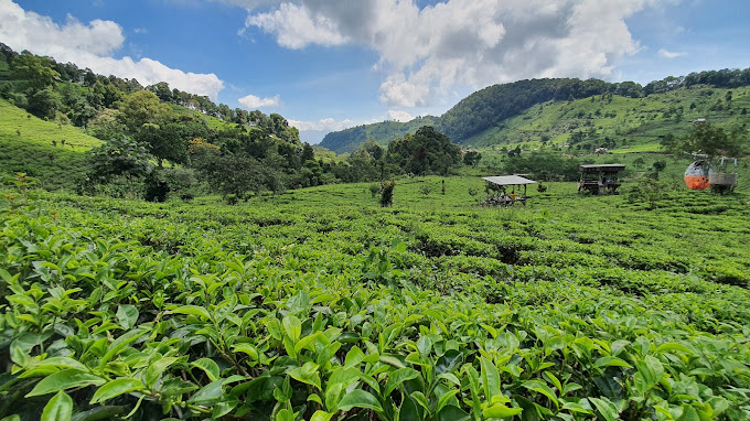 Pesona Danau dan Sumber Mata Air Alami di Kebun Teh Sumedang