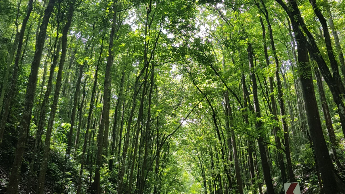 Eksplorasi Fauna dan Flora, Hutan Manglid, Sumedang