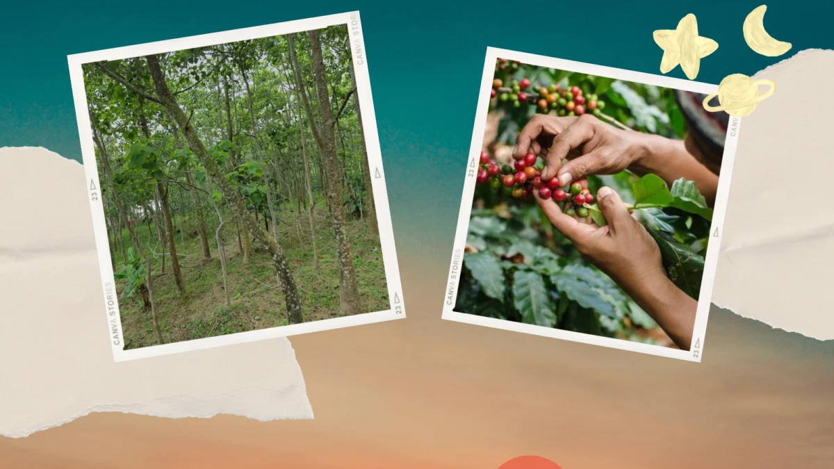 Rekomendasi Buat Anak Senja Wisata Agro Di Sumedang Ranahwasa Keindahan Kebun Kopi Di Sumedang, Bisa Langsung Menikmati Kopinya Langsung