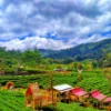 Puncak Sokawana, Keunikan Pemandangan dan Panorama di Perbukitan dan Perkebunan di Sumedang