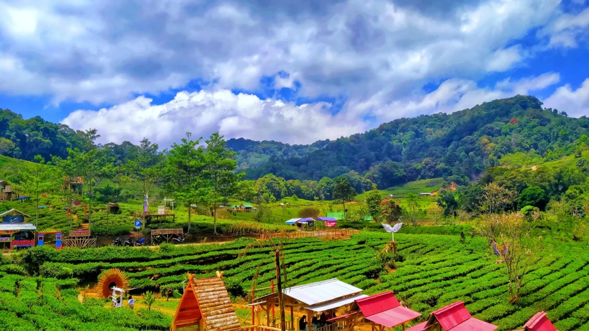 Puncak Sokawana, Keunikan Pemandangan dan Panorama di Perbukitan dan Perkebunan di Sumedang