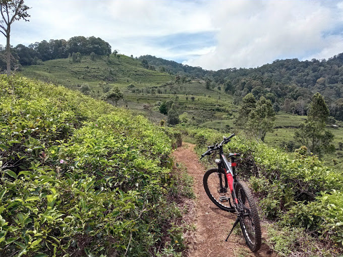 Kebun teh di lereng gunung