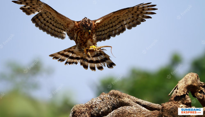 Jangan Ditangkap, Ternyata Inilah Daftar Burung Yang Dilindungi Di Indonesia, Yuk Simak Baik Baik!