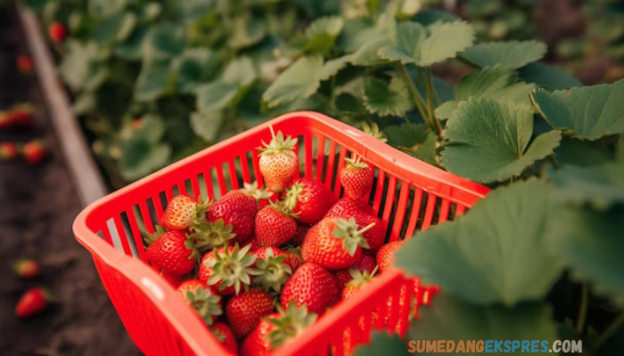 Tidak Usah Jauh Jauh Berkunjung Ke Kota Bandung, Sumedang Juga Punya Kebuh Buah Yang Sangat Luas Lho, Yuk Kepoin Lokasi Wisata Sumedang Ini!