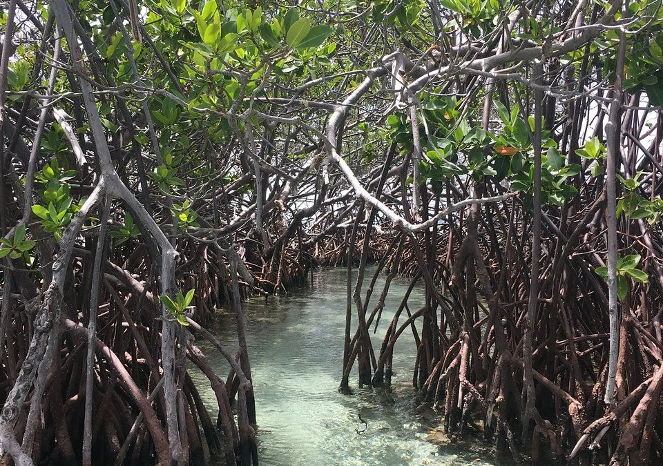 Menyusuri Keunikan Hutan Mangrove dan Ekosistemnya, Wisata di Sumedang Juga Tak Kalah Menarik Lhoo!