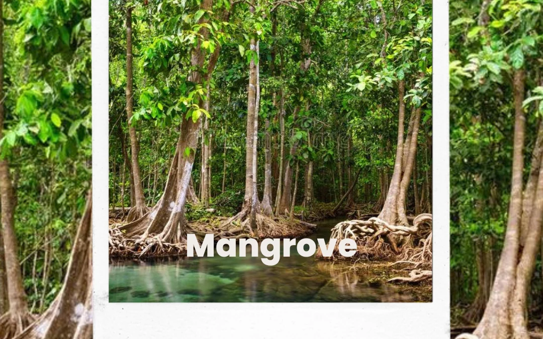 Harmonisnya Sumedang Jika Memiliki Mangrove dan Ekosistemnya