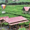 Perkebunan Teh Margawindu Sumedang , Sangat Cocok Untuk Berlibur Bareng Keluarga!