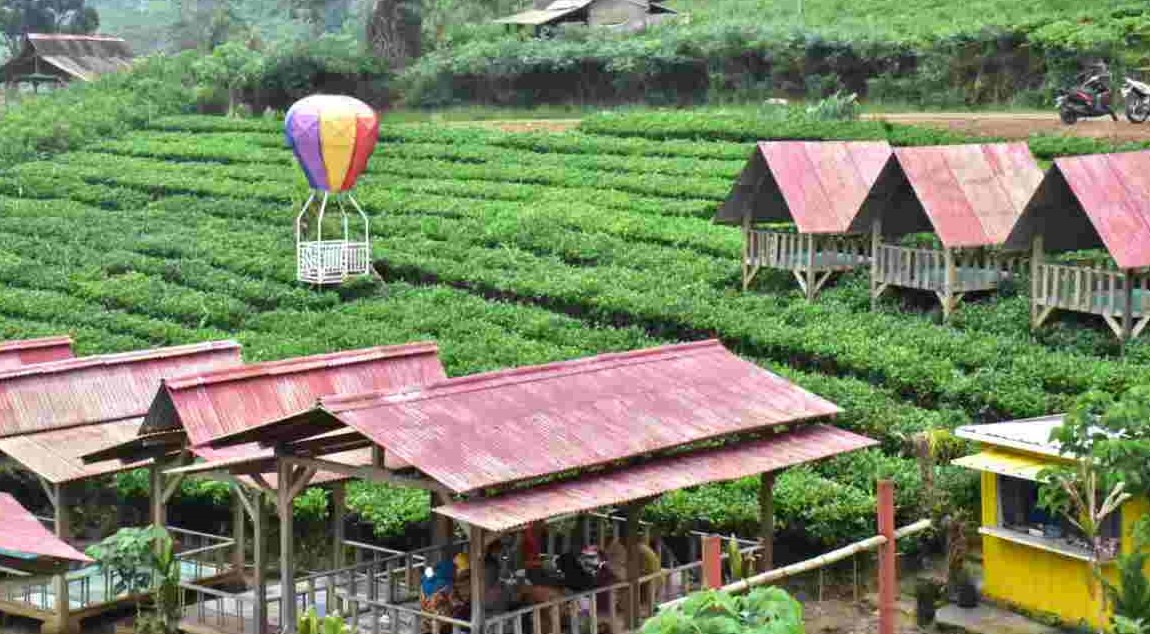 Perkebunan Teh Margawindu Sumedang , Sangat Cocok Untuk Berlibur Bareng Keluarga!