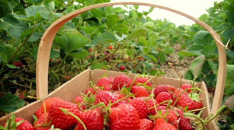 Kalian Panasaran Dengan Keunikan 3 Kebun Strawberry Di Bandung?