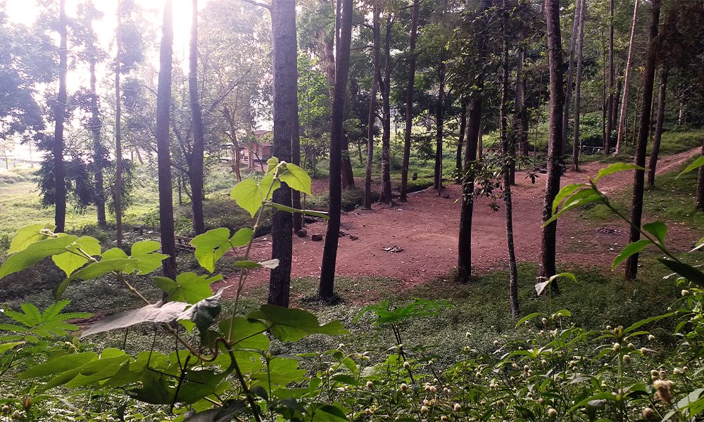 Terapi Alam Hutan Pinus di Lereng Gunung Tampomas Sumedang