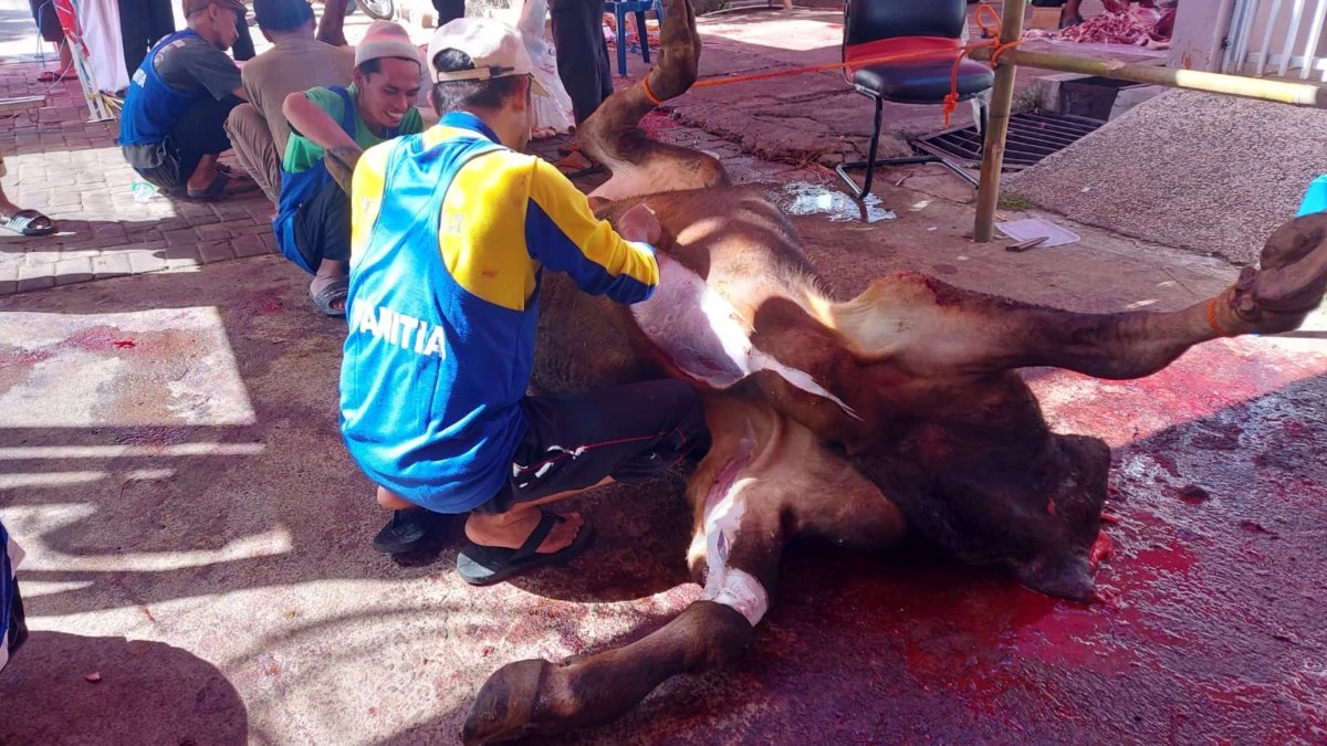 Wujudkan Keikhlasan dan Kebersamaan, Warga Gotong Royong pada Saat Proses Penyembelihan Hewan Kurban