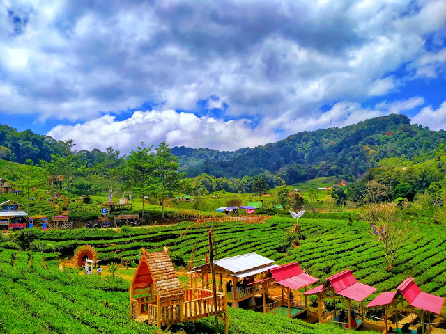 Wisata Agrowisata di Kebun Teh Sumedang