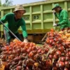 Naik Turun Harga Minyak Nabati Seperti Roller Coaster