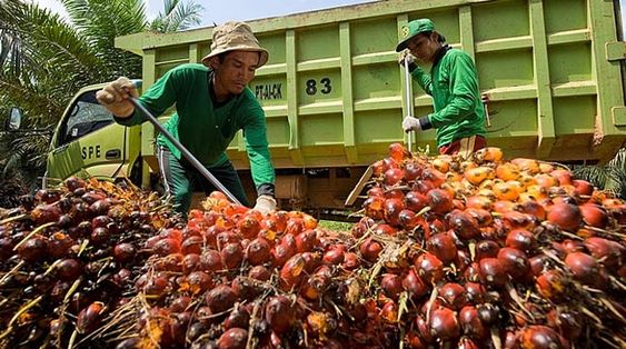 Naik Turun Harga Minyak Nabati Seperti Roller Coaster