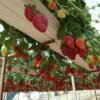 Keunikan Kebun Strawberry di Dataran Tinggi Sumedang Nangorak, Strawberry field dan Melon Segar Sumedang