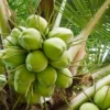 Menyusuri Keunikan Kebun Kelapa dan Pengolahan Kelapa di Sumedang