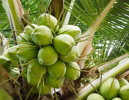 Menyusuri Keunikan Kebun Kelapa dan Pengolahan Kelapa di Sumedang