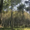 Eksplorasi Hutan Bambu dan Jalan Setapak di Alam Terbuka Sumedang: Membebaskan Jiwa Petualang