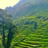 Sumedang Juga Punya Panyaweuyan! Inilah Pesona Sawah Terasering dan Panorama Persawahan di Sumedang