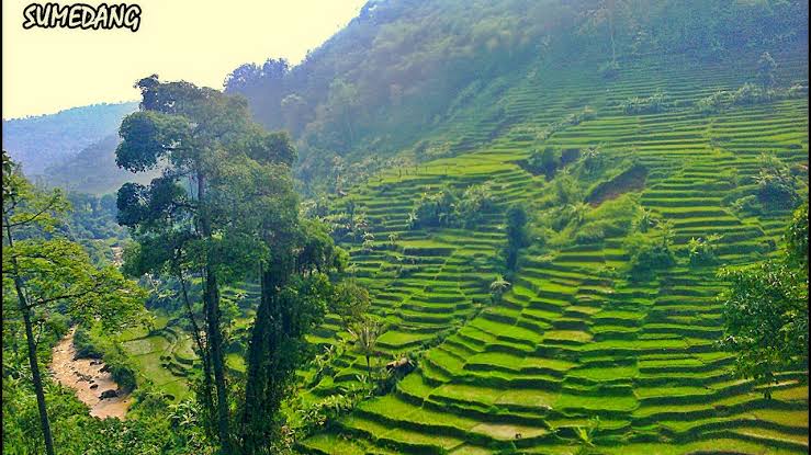 Sumedang Juga Punya Panyaweuyan! Inilah Pesona Sawah Terasering dan Panorama Persawahan di Sumedang