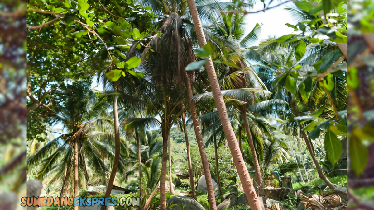 Kebun Kelapa Yang Memiliki Luas Puluhan Hektar di Sumedang Ini Menjadi Salah Satu Wisata Unik Sumedang, Jawa Barat