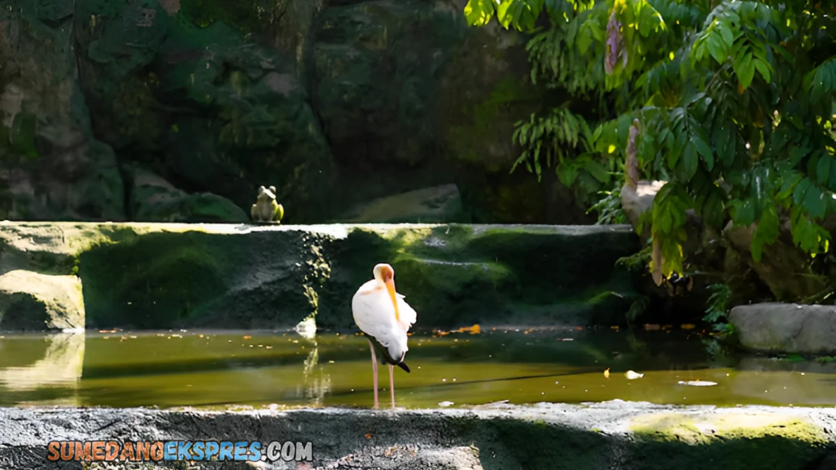 Taman Burung di Sumedang Ini Sukses Membawa Lebih Dari 1000 Wisatawan Setiap Harinya, Inilah Wisata Unik Sumedang