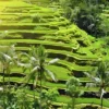 Eksplorasi Persawahan Sumedang, Sawah Terasering di Rancakalong ini Jadi Wisata Unik yang Harus Banget Dikunjungi Bagi Pemburu Panorama