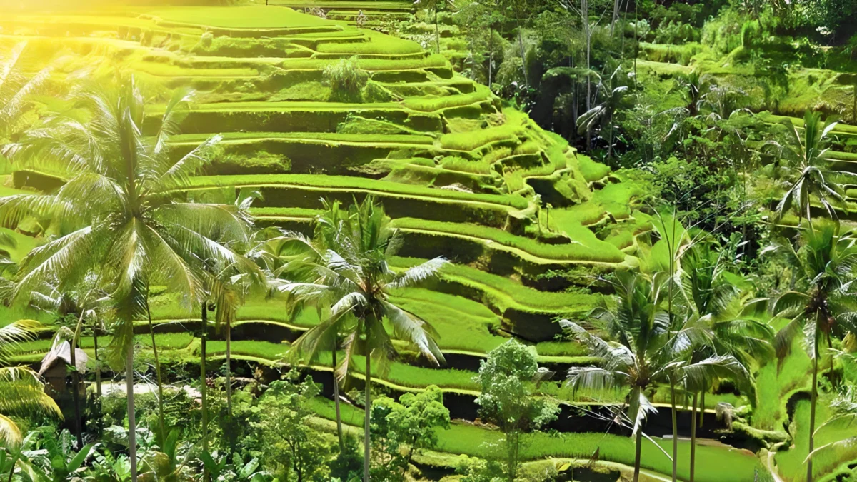 Eksplorasi Persawahan Sumedang, Sawah Terasering di Rancakalong ini Jadi Wisata Unik yang Harus Banget Dikunjungi Bagi Pemburu Panorama