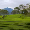 Tempat Wisata Di Bandung Kebun Teh Sukawana Bareng Ayang Foto-Foto Sabi Nih