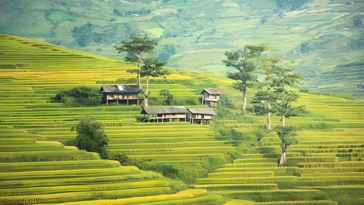 Jutaan Pesona dan Keindahan Sawah dan Persawahan di Pedesaan Sumedang