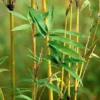 Jarak Hutan Bambu dan Kebun Anggrek Di Pusat Kota Ke Tanjung Medar Sumedang