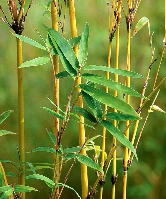 Jarak Hutan Bambu dan Kebun Anggrek Di Pusat Kota Ke Tanjung Medar Sumedang