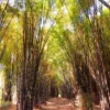 Hutan Bambu Sumedang Kekayaan Alam yang Perlu Dijaga